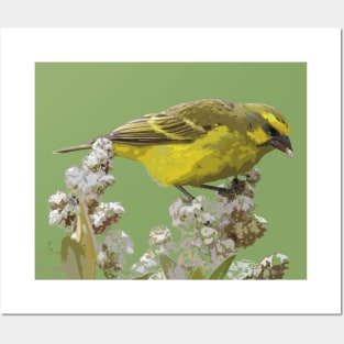 Yellow-fronted Canary, Bird Posters and Art